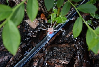 A plant being watered by a drip system.