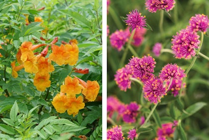 Chicklet®Orange Esperanza and Truffula™ Pink Globe Amaranth Proven Winners plants.