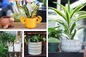 Houseplants, houseplant pots, and accessories.