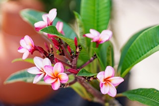 Plumeria Pink and yellow plumeria blooms.