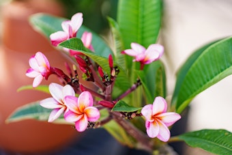 Pink and yellow plumeria blooms.