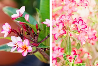 Pink and yellow plumeria blooms, and pink and white adenium flowers.