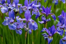 Blue Iris flowers in a garden.