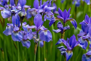 Blue Iris flowers in a garden.