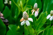 Yerba Mansa aquatic flowers.