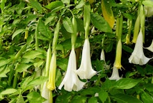 Angel's Trumpet Cypress Garden - growing in the garden.