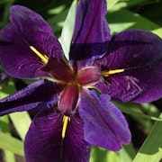 A closeup of an Iris louisiana - Black Gamecock.