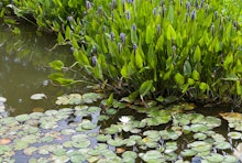 Purple Pickerel Rush aquatic plant growing in the water.