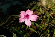 Chi Chi Ruellia aquatic flower growing in a water garden.