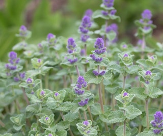 catmint pest deterrent