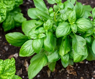 basil pest deterrent