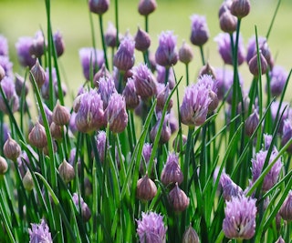 chives pest deterrent chives pest deterrent