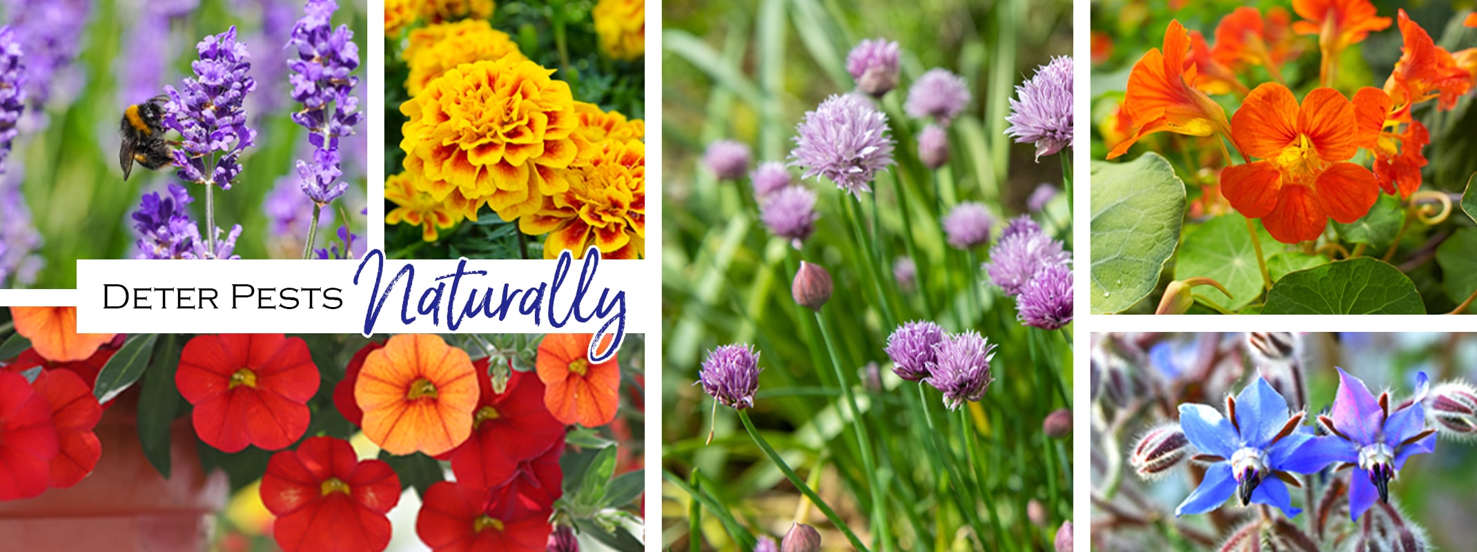 deter pests naturally with lavender, marigolds, petunias, chives, nasturtiums, borage