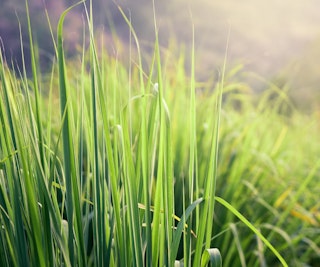 lemongrass pest deterrent lemongrass pest deterrent