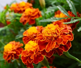 marigolds pest deterrent