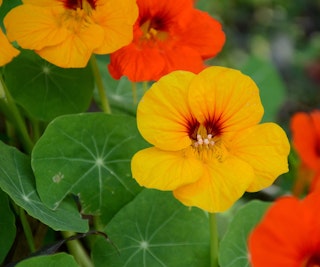 nasturtiums pest deterrent