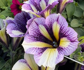 petunias pest deterrent