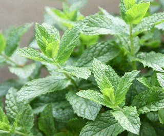 spearmint pest deterrent