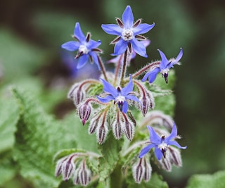 borage pest deterrent borage pest deterrent