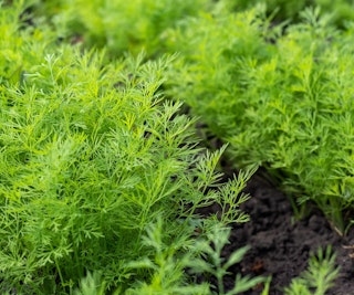 dill pest deterrent dill pest deterrent