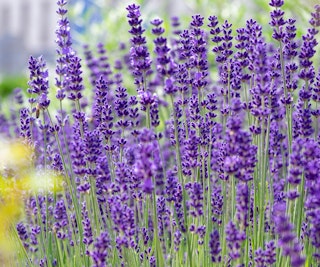 lavender pest deterrent