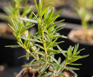 rosemary pest deterrent