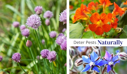 deter pests naturally card chives, nasturtiums, borage