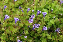 Closeup of Blue Moneywort Aquatic Flowers.