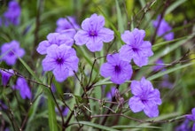Closeup photo of purple Katie Dwarf Ruellia aquatic flowers.