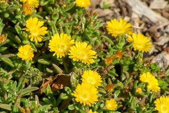 Rocky Point Ice Plant growing outside.