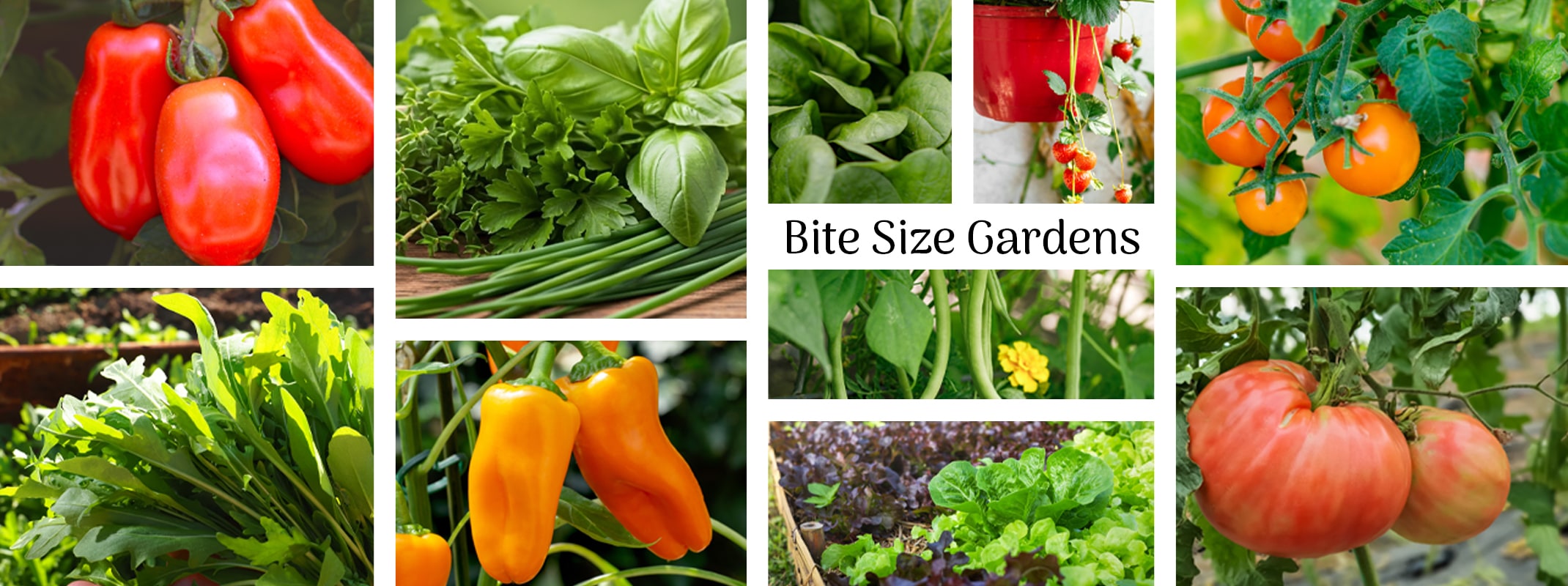 bite size gardens banner tomatoes, peppers, beans, lettuce and herbs