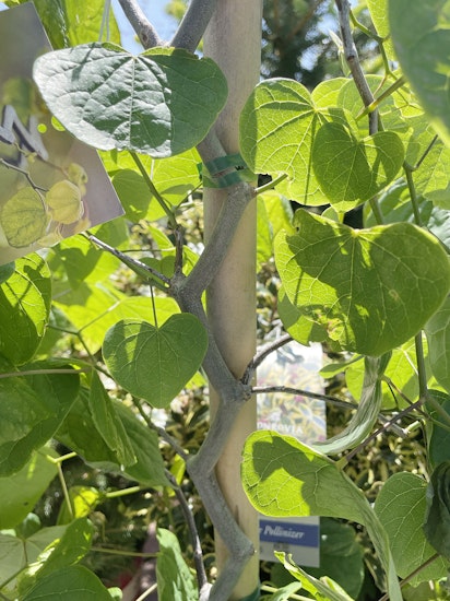 zig zag redbud tree from monrovia