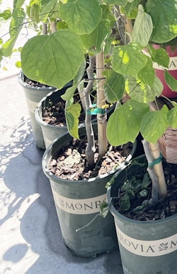zig zag redbud tree from monrovia zig zag redbud tree from monrovia