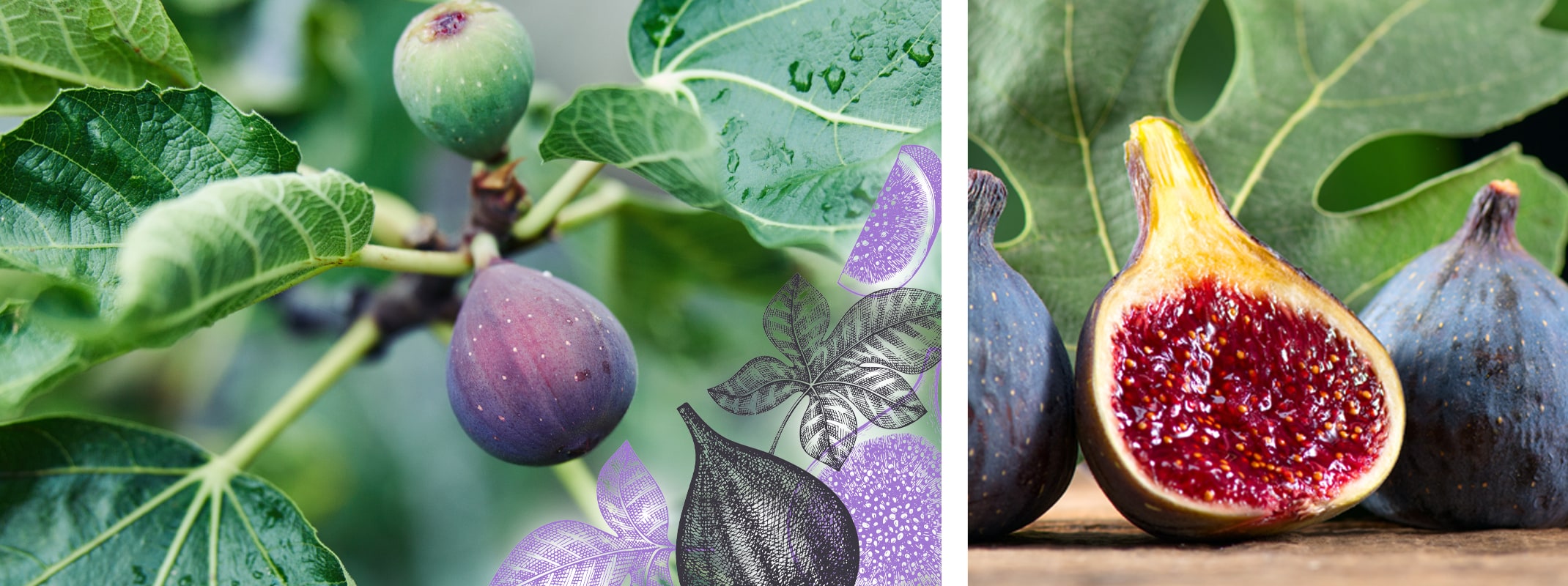 fig tree and fig fruit sliced