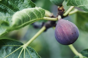 black fig fruit tree black fig fruit tree