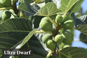 fignomenal fig fruit tree ultra dwarf fignomenal fig fruit tree ultra dwarf