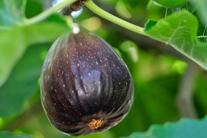 mission fig fruit tree mission fig fruit tree