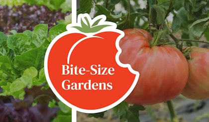 bite size gardens lettuce and tomatoes