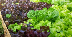 leaf lettuce bite size gardens leaf lettuce garden