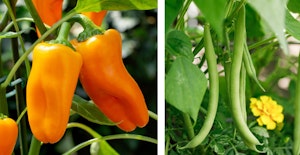 mini bell peppers and green beans bite size gardens mini bell peppers and green beans