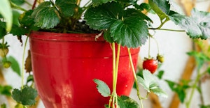 strawberries bite size gardens hanging basket with strawberries