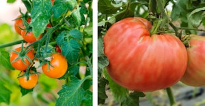 tomatoes bite size gardens sungold cherry tomatoes and brandywine tomatoes