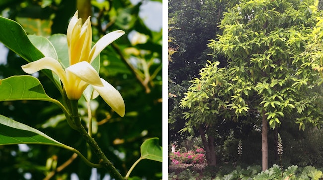 champaca tree