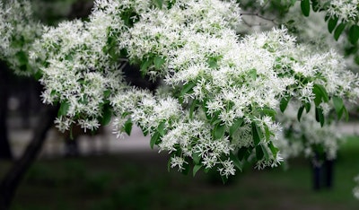 chinese fringe tree