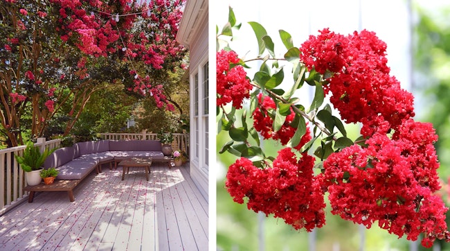 crape myrtle tree crape myrtle tree