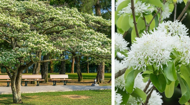 chinese fringe tree