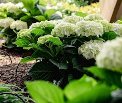 bloomin easy hydrangea grin and tonic
