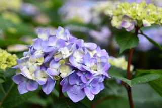 endless summer hydrangea bloomstruck