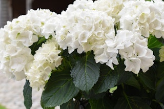 endless summer hydrangea blushing bride