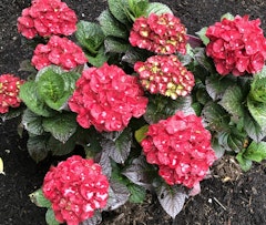 bloomin easy hydrangea cherry go round
